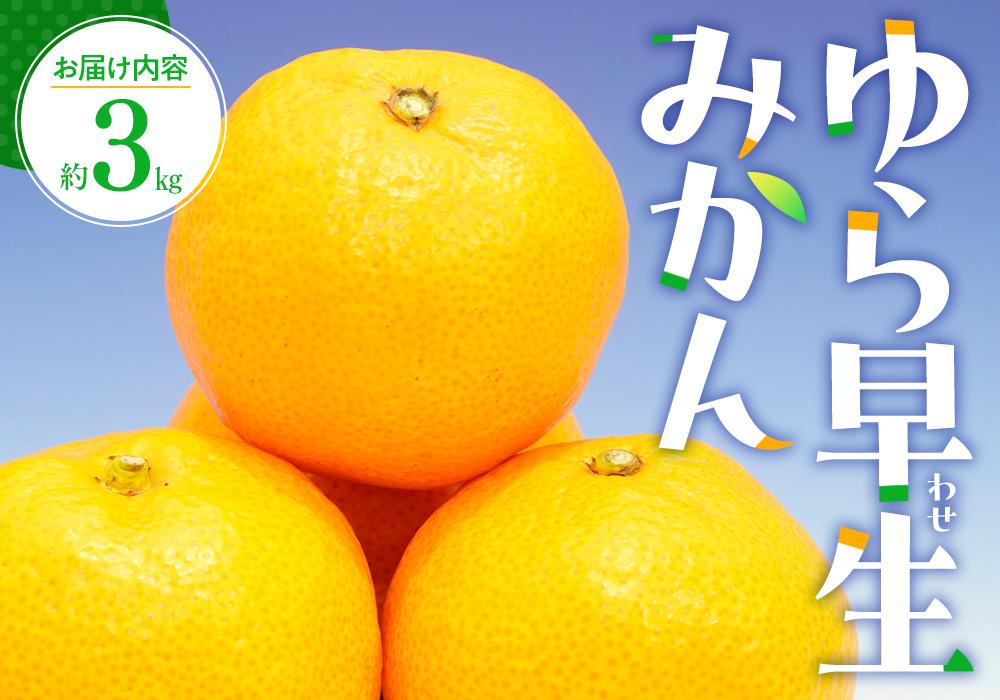 ゆら 早生 みかん 約3kg【2025-9月下旬～2025-11月上旬配送】 372013_T006-216J