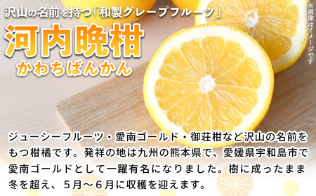 ＜河内晩柑 約7kg＞ 果物 くだもの みかん ミカン 柑橘 フルーツ かわちばんかん カワチバンカン ジューシーフルーツ 愛南ゴールド 御荘柑 国産 7キロ 特産品 産地直送 段畑みかん 愛媛県 西