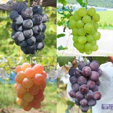 
            【選べる内容量】ご自宅用船坂ぶどう | 船坂ぶどう ぶどう フルーツ 果物 ご自宅用 盆地気候 寒暖差 自然豊か 甘み 濃厚 糖度 高糖度 果汁たっぷり 宝石 完熟ぶどう 詰め合わせ 品種おまかせ 旬のぶどう 食べ比べ 藤稔 ゴルビー 紅瑞宝 ピオーネ 伊豆錦 サニードルチェ 翠峰 シャインマスカット 瀬戸ジャイアンツ クインニーナ ご褒美 お取り寄せ 旬 産地直送 フルーツ 兵庫県 上郡町
          