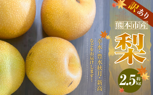 【訳あり】【数量限定】【先行予約】熊本市産 梨 (幸水・豊水・秋月・新高など) 約 2.5kg 果物 くだもの フルーツ 家庭用 訳あり なし ナシ 常温 熊本 熊本市【2026年8月下旬～10月下旬発送予定】