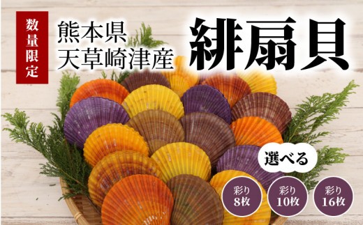 
                  【先行受付】熊本県天草崎津産 緋扇貝（ひおうぎがい）彩り_S021
                