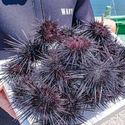 ふるさと納税 長門市 漁師手作り 山口県産さざえうに3本セット(10026) |  | 03