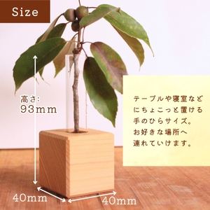 ひのきキューブ  一輪挿し 〈工房 アトリエやどり 和歌山県 紀美野町〉/  木工品 花瓶 木材 ひのき 桧 天然 木工 手作り プレゼント ギフト 【atr002】