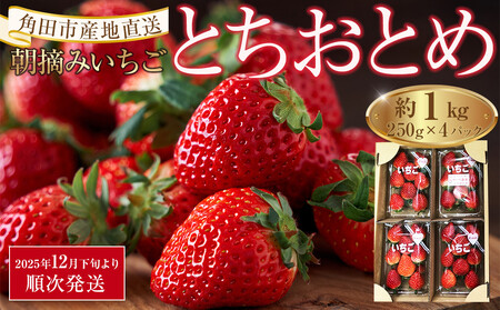 朝摘みいちご とちおとめ 合計約1kg（250g×4パック）｜ いちご 先行予約
