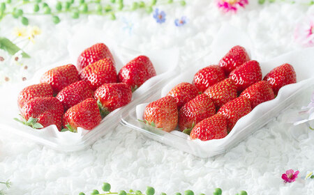 【2月上旬より発送】福岡産【春】 あまおう 6パック 《築上町》【南国フルーツ株式会社】果物 苺 いちご[ABET012]