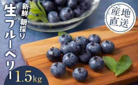 ＜生産者直送＞新鮮朝取り生ブルーベリー1.5kg ｜ ブルーベリー ブルーベリー ブルーベリー ブルーベリー ブルーベリー 果物 果物 果物 果物 果物