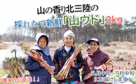 【４月中旬～５月中旬にお届け】「農家直送」山の香り北三陸の「山ウド」２kg