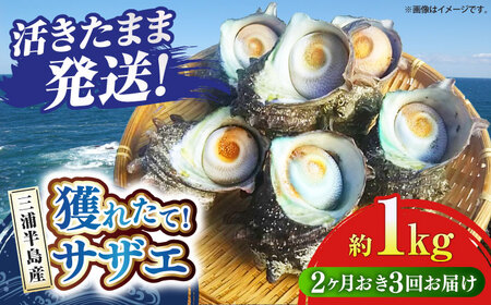 【全3回 隔月 定期便】サザエ 1kg 6~10個 三浦半島  さざえ 産地直送 貝 冷蔵 さざえ サザエ 【長井水産株式会社】 [AKAJ011]