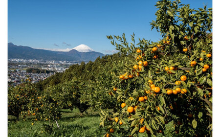 ＜品種厳選＞こだわりの貯蔵みかん　10キロ＜2025年12月20日出荷開始～2026年2月28日出荷終了＞【 みかん 神奈川県 小田原市 みかん】