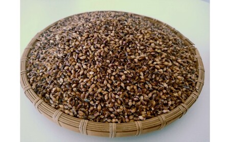 もち麦 ダイシモチ 佐賀県産 もち麦【2kg(1kg×2袋)】