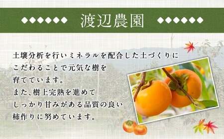 【先行予約】渡辺農園 富有柿 9玉前後 2026年11月下旬から12月上旬 出荷予定