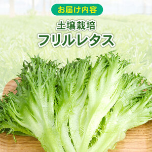 フリルレタス  6袋  約1.8kg  レタス  レタス  レタス  レタス  レタス  レタス