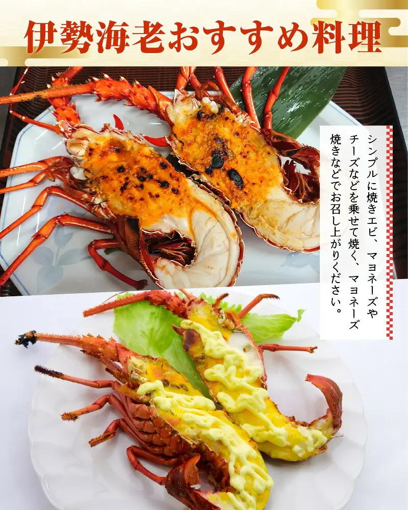 沖永良部島 直送 ！ 素潜り漁師 オススメ の ボイル済み 冷凍 伊勢海老 約 500g （ 1 ～ 2匹 ）！ W030-017 海鮮 エビ