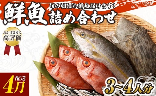 旬の朝獲れ鮮魚詰め合わせ 【2026年4月配送】 鮮魚 直送 ボックス 詰め合わせ【以布利定置網　漁師直送】セット おまかせ 魚介 海鮮 魚 魚介類 海鮮セット 新鮮 天然【S00818-4】