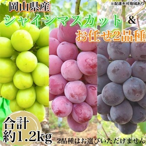 ぶどう 農家こだわりのシャインマスカット＆お任せ2品種  3房合計約1.2kg ブドウ 葡萄 岡山県産 国産 フルーツ 果物 ギフト 【 Nini farm 農家 直送 】