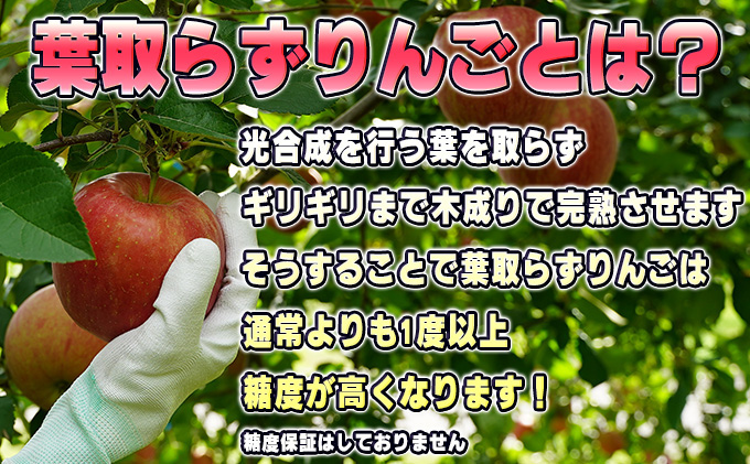 9月発送 贈答用 葉取らず サンつがる 約 5kg【 特選 】鶴翔りんごGAP部会 青森県産 津軽産 リンゴ 林檎 つがる 果物類 ギフト