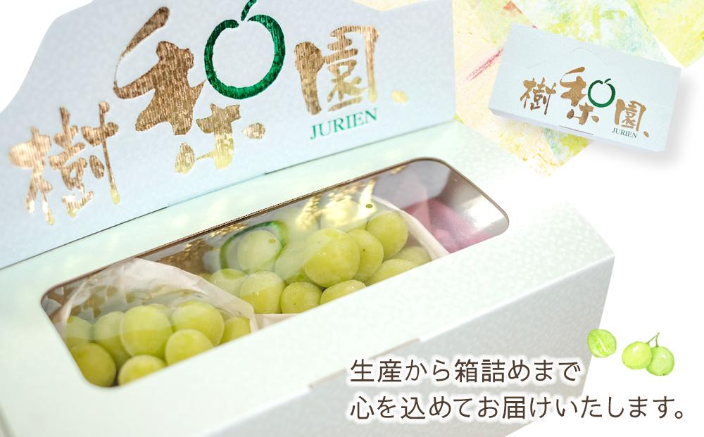 シャインマスカット1kg（2房）2024年先行予約【筑前町産】