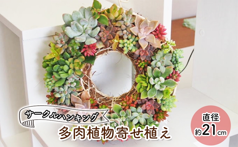 
                  多肉植物のサークルハンキング
                