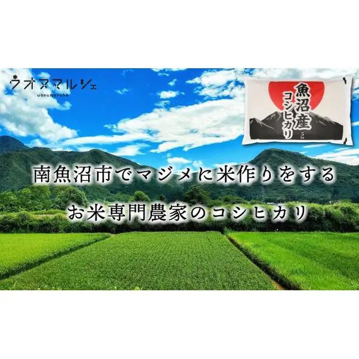 【令和７年】【お米定期便/全３回】 おかずのいらない 魚沼産コシヒカリ　無洗米１０ｋｇ｜コシヒカリ