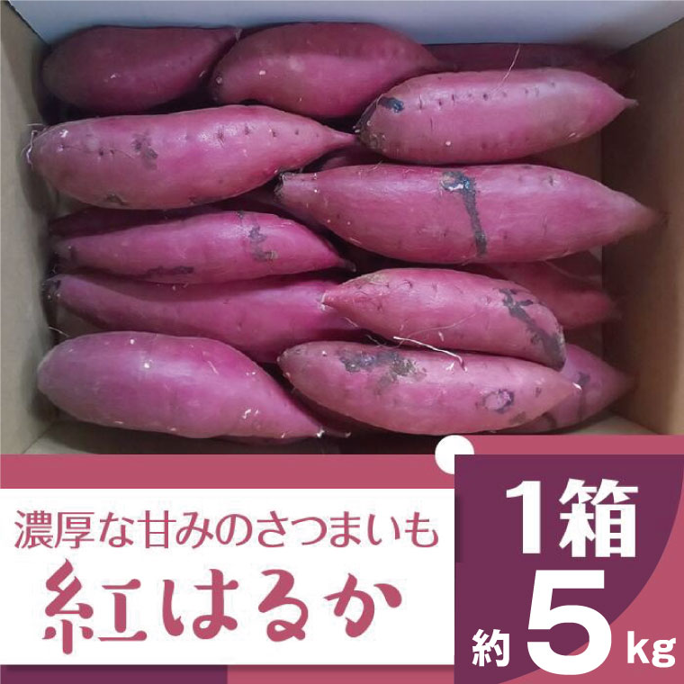 【ふるさと納税】【2024年11月より順次発送】2024年度産 濃厚な甘みのさつまいも 『紅はるか』約5kg(BZ-15)