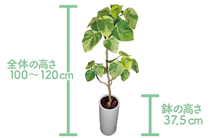 2025年5月中旬～発送【観葉植物】ラブリィハート100cm～120cm【農林水産省 品種登録】(T&P/077-1497) 観葉 植物 インテリア 鉢植え 鉢植 グリーン 自然 ナチュラル 美しい 