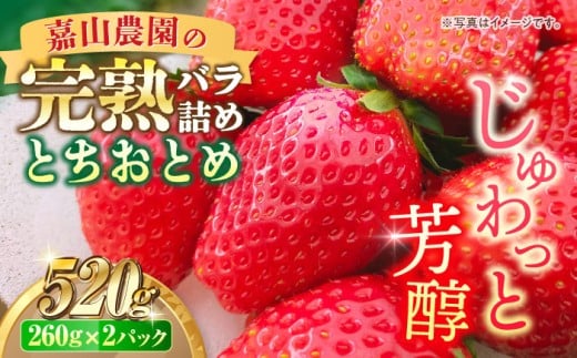 【先行予約】【数量限定200セット】嘉山農園の完熟バラ詰めいちご とちおとめ（260g×2パック）イチゴ 苺 フルーツ 果物 いちご 大粒 大容量 たっぷり 2パック 完熟 とちおとめ 農園 小分け 人気品種 デザート 甘くておいしい おすすめ 旬の果物【いちごはうす嘉山農園】 [AKCO002]