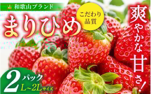 まりひめイチゴ L～２L 12粒～15粒×2パック【2026年1月中旬～3月中旬頃に順次発送】【先行販売】