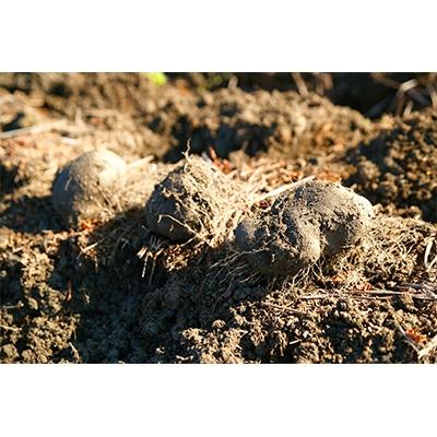 ふるさと納税 天理市 大和万葉の里「山の芋」　約2.5kg |  | 03