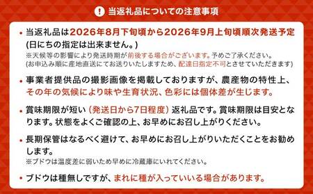 先行予約【2026年8月下旬から2026年9月上旬頃発送】ブドウ 2房 約1kg (1箱)