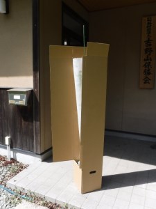 吉野山の桜の苗木《公益財団法人 吉野山保勝会》