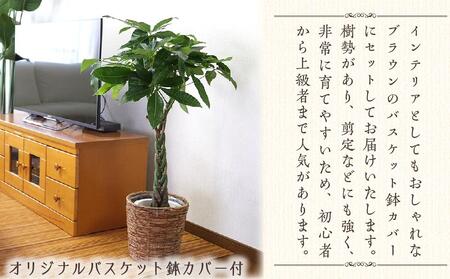 【観葉植物】パキラ 7号 ブラウンバスケット鉢カバー 高さ：約80cm～1m内外(鉢底より) ｜観葉植物 インテリア 部屋 おしゃれ 福岡県筑前町 送料無料