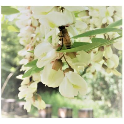 ふるさと納税 茅野市 信州産アカシアはちみつ600g・百花はちみつ600gセット |  | 03