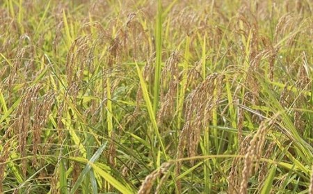 白米 10kg 空海ゆかりの里 うまにのおいしいお米 ［1533］