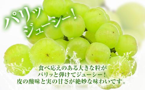 岡山県産 桃太郎ぶどう 2房 (480g以上) 加温栽培 【配送不可地域あり】 《7月上旬-8月末頃に出荷予定(土日祝除く)》 ---osy_chbf5_af7_24_24500_2---