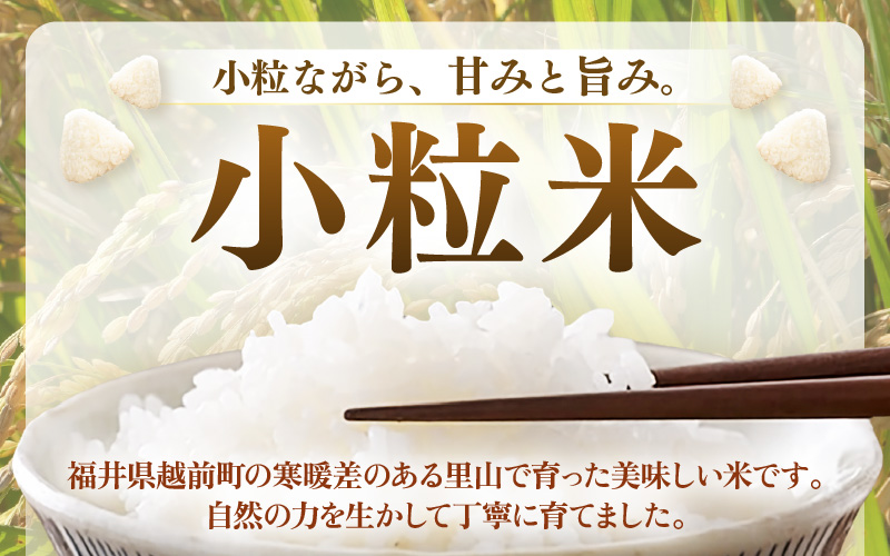 【先行予約】定期便≪3ケ月≫令和8年産 若干小粒米 5kg×3回 計15kg  福井県越前町産 コシヒカリ・ハナエチゼン・あきさかり・にこまるのいずれか1品種 【白米】 小粒規格米【2026年10月中