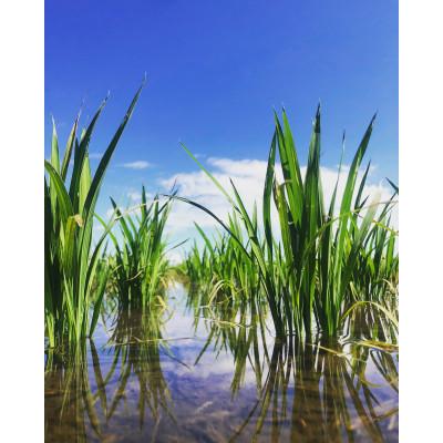 ふるさと納税 五泉市 令和7年産 特別栽培米 隠れたお米の名産地!新潟県五泉産コシヒカリ「南郷米」玄米4kg |  | 02