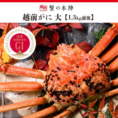 ふるさと納税 越前町 冬の日本海の味　浜茹で【越前がに　大　1.3kg前後】2027年1月発送