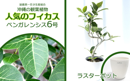 沖縄の観葉植物 フィカス ベンガレンシス6号 ラスターポット 観葉植物