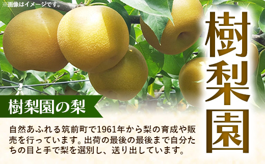 ＜品種おまかせ＞季節の梨 約5kg(10～16玉入り) 豊水 秋月 新興【梨 なし ナシ ほうすい あきづき しんこう フルーツ 果物 果実 旬 贈答 ギフト おすすめ 人気 おまかせ 福岡県 筑前町