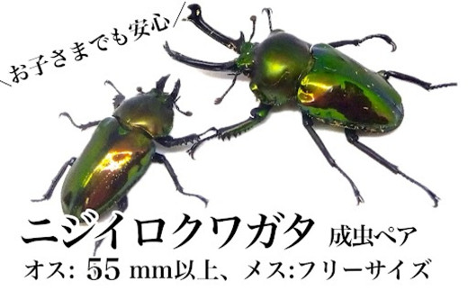 A76001 ニジイロクワガタ 成虫ペア オス(55mm以上) メス(フリーサイズ)鹿児島 クワガタ 虹色 雄 オス 昆虫 虫 むし 成虫 生体 飼育 生き物 生物【ビートル倶楽部】