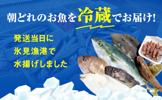 【3ヶ月定期便】産地直送 氷見漁港 朝どれ鮮魚お刺身セット3月配送開始　お届け指定なし