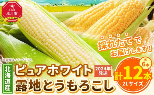 【先行予約】北海道産ピュアホワイト・露地とうもろこし　計12本 2024年8月下旬から発送開始予定