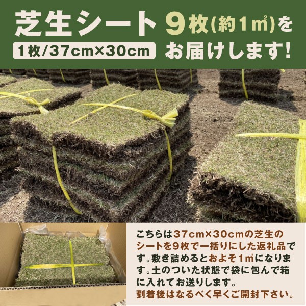 天然の日本芝「姫高麗芝」1平方メートル分