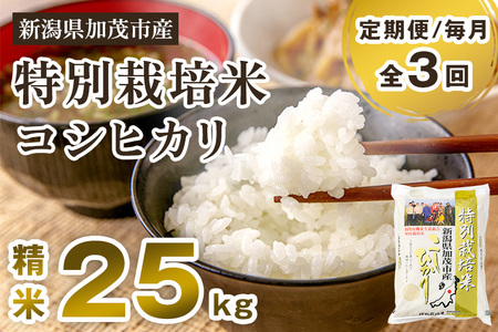 【令和7年産新米先行予約】【定期便3回毎月お届け】新潟県加茂市産 特別栽培米コシヒカリ 精米25kg（5kg×5） 《10月中旬から順次出荷》 白米 従来品種コシヒカリ 加茂有機米生産組合 定期便 定期購入 定期 新潟県産コシヒカリ 米 お米