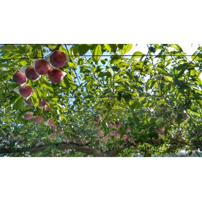 ふるさと納税 甲州市 童夢のすもも「貴陽」化粧箱 9個入り(約1.35〜1.7kg)【2025年発送】 |  | 03