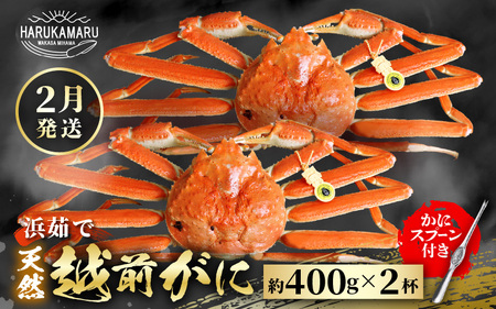 【先行予約】≪浜茹で≫ 地物！天然！はるか丸厳選！越前がに 約400g × 2杯【2027年2月上旬以降順次発送予定】獲れたて！茹でたてをお届けします！[m36-x001_02]