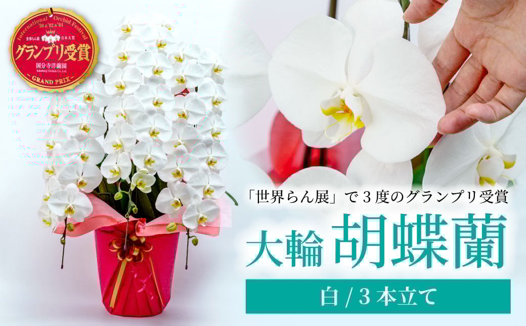 
            胡蝶蘭 白 3本立て | 花 お花 大輪胡蝶蘭 こちょうらん コチョウラン 蘭 洋蘭 花 贈答 開店祝い ギフト 贈り物 プレゼント 御祝 お祝い 開業祝い 慶事 新築祝い 引越し祝い 結婚祝い 出産祝い 内祝い 昇進祝い 誕生日 結婚記念日 記念日 母の日 父の日 敬老の日 お中元 お歳暮 仏事 慶弔 国分寺洋蘭園 埼玉県 北本市
          