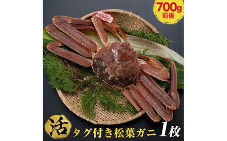 【活】タグ付き 松葉ガニ 中1枚（700g前後） | 松葉 カニ 訳あり活 特大 美味しさに 訳あり 不揃い でないたっぷり【着日指定不可】※2025年11月上旬～2026年3月下旬頃に順次発送予定