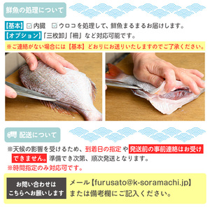 【3回定期便】鮮魚ボックス 鮮魚BOX 地魚 詰め合わせ 約4人分 産地直送【マルケイ水産】C09002