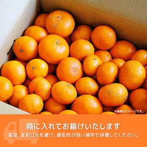 【2026年1月上旬～順次発送】 訳あり 青島 みかん 5kg みかん